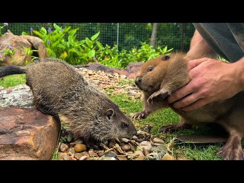 I Fed a Beaver to my Groundhog (emotional)