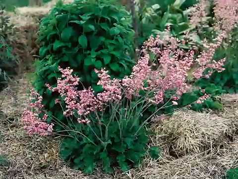 Get to Know Coral Bells/Heuchera - Part Sun-Loving Plants