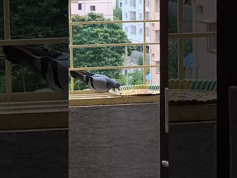 #birds #feeding #ytshorts #shorts #techiecookdairies