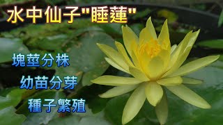 【犀利小農莊30】water lily水中仙子"睡蓮"分株分芽實作分享，睡蓮Water lily是多年生草本的水生植物，它與蓮花Lotus外觀雖然相似，但它們親緣關係是相差甚遠的