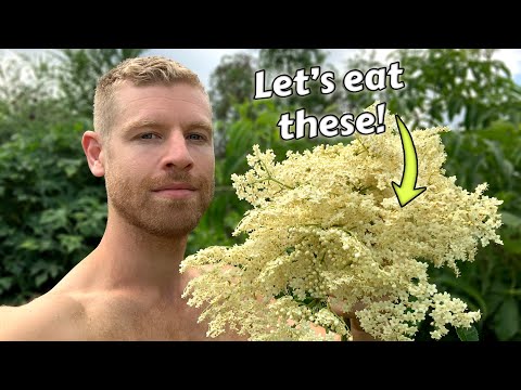 Elderflower Adventures - Exploring Different Ways to Eat and Drink this Awesome Flower