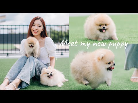 vlog |  家里添新宝啦 🐶 米米有妹妹了 ！分享如何训练幼犬  | Stephy Yiwen