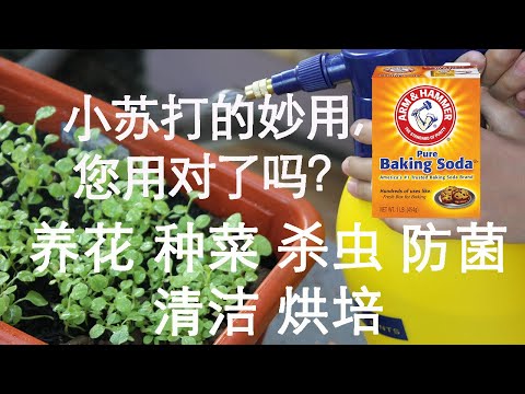 小苏打在花园与家庭的妙用。您用对了吗？