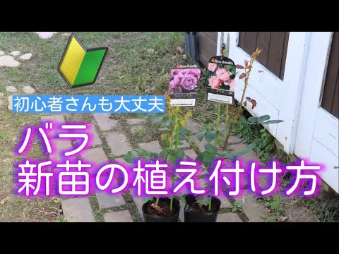 バラ新苗の植え付け方⭐️初心者さんも大丈夫