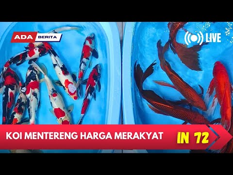 IKAN KOI MURAH GAK PAKAI MAHAL 💥  REVIEW SHOWA GLOWING DI ARINOR KOI