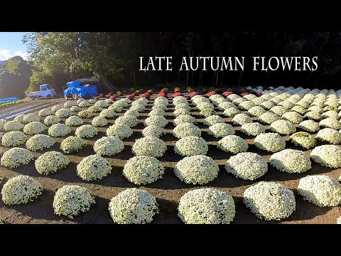 Late Autumn Flowers 晩秋の花たち #chrysanthemum  #mum