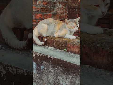 #My Catty & her sleepy Bf😴😴#Cute cat🐈 pair #Sleepy cat with his 💕 💕#viral cat YT Shorts video