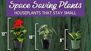 24 Space Saving Houseplants | Houseplants That Stay Small | Houseplants For Small Spaces