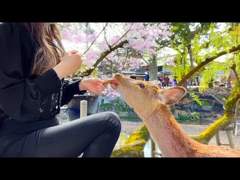 Nara Park Deer Feeding Must Visit DEER PARK in Japan | cherry blossom　blooming　Spring 🦌🌸💕