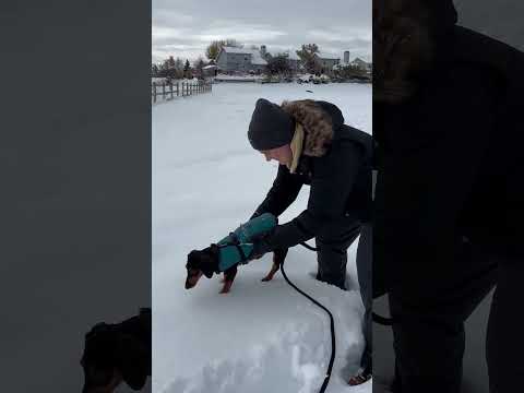 Dog's First Snow Day