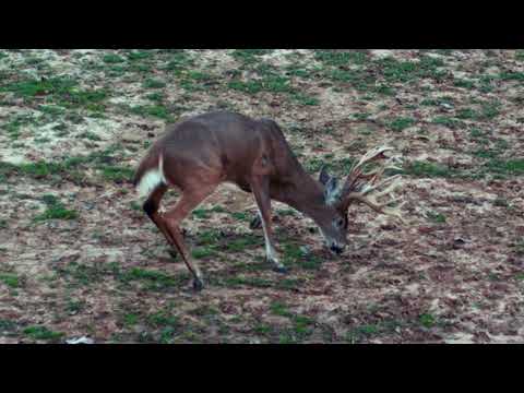 Single Bevel Broadhead Testing