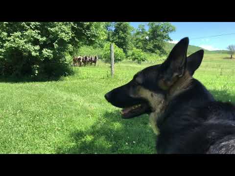 Our German Shepherd watching an Amish Farmer and horses clearing land