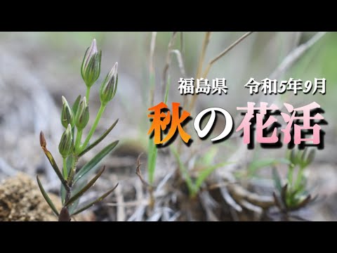 【秋の山野草】9月　秋の花活　福島県　猿楽台地の蕎麦畑など