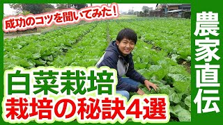 白菜栽培のコツを農家さんに聞いてみた！家庭菜園や農園でハクサイを成功させる育て方の秘訣４選をご紹介【農家直伝】