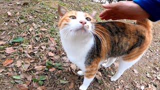 三毛猫ちゃんがモフられにやってきた。