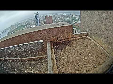 Peregrine Falcons Cam 06-23-2018 12:29:26 - 13:29:26