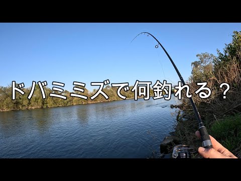 ドバミミズで何釣れる？