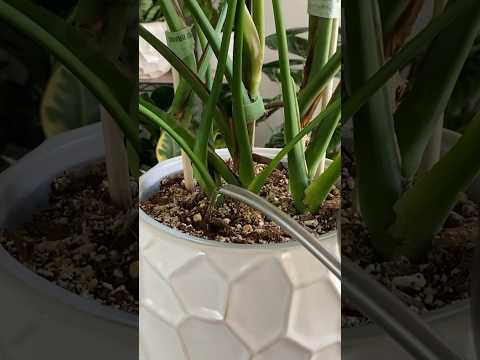 Houseplant Hack