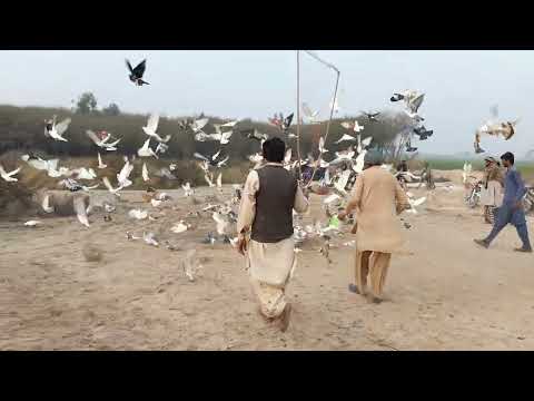 Kabutar Race in South Punjab Pakistan // Amazing pigeon competition#pigeon #bird #animals #animals