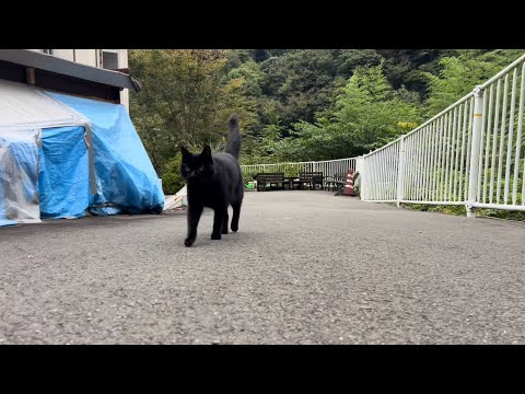 坂道で追いかけてくる黒ねこちゃん　No.７６５　２０２４年　９月２９日　１７：００　のくろねこちゃん　black cat