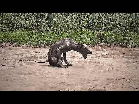 A neglected stray dog lived by the garbage dump, skeletal like a bat, no one willing to come near.