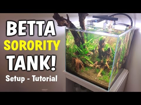 Betta Fish SORORITY TANK Setup - Multiple Betta Fish Aquarium