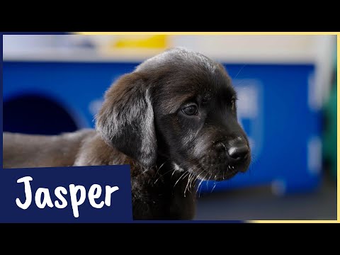 Meet our latest Sponsor a Puppy trainee Jasper