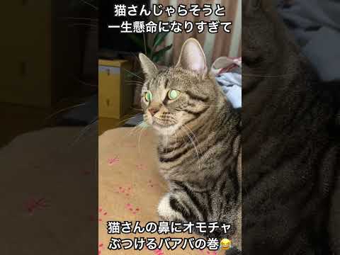 #ねこのいる暮らし #ねこ動画 #cat