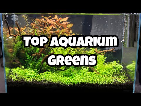 11 Best Aquarium Carpet Plants 🌿