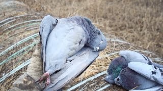 Pigeons ARE Delicious! | New Years Pigeon & Dove Hunt and Cook