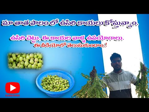 Maa Thatha Polam Lo Usiri(Amla)Kayalu Kostunnam| మా తాత పొలంలో ఉసిరి కాయలు కోస్తున్నాం |