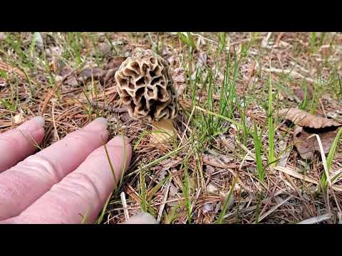 A Morel Mystery!