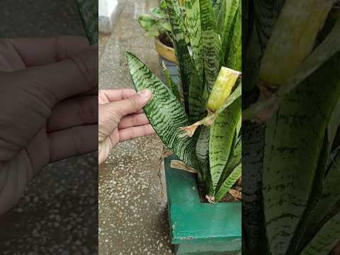 snake plant ☘️🌵 | best indoor plant | #viralshort #shorts #snakeplant #youtubeshorts