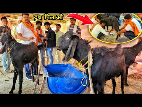 बीटल बकरी कितना दुध देती है | beetal goat farming | beetal goat milk production