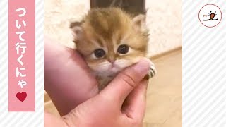 ママのあとをついて行く可愛い子猫😻 【PECO TV】