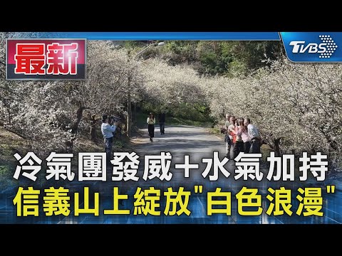 冷氣團發威+水氣加持 信義山上綻放「白色浪漫」｜TVBS新聞 @TVBSNEWS01