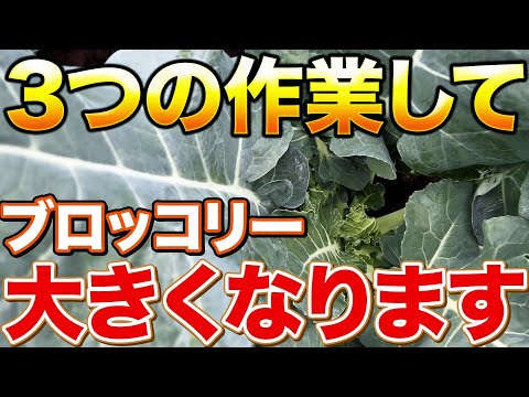 【大きくなる！】ブロッコリー栽培で定植後にやって欲しい作業について