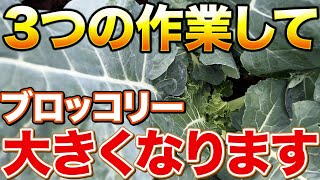 【大きくなる！】ブロッコリー栽培で定植後にやって欲しい作業について