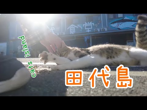 田代食堂前で猫と戯れるPlaying with cats in front of Tashiro Restaurant　【田代島】【２０２４秋】【猫島巡り】