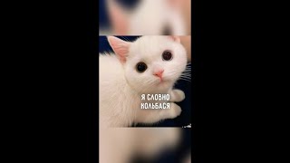 доброго утра и хорошего дня!😽🐾😻