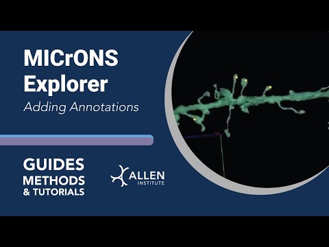 MICrONS Adding Annotations | Tutorial