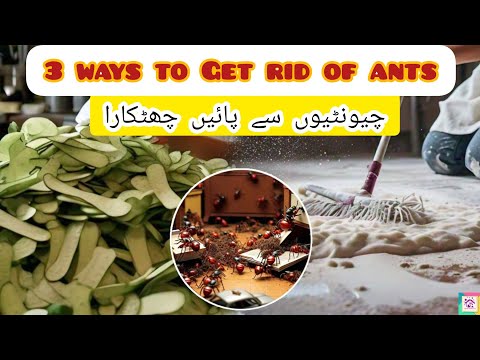 Get rid of Ants| how to get rid of ants | Red ants | LAl chioontian| Ants in kitchen| Ants in house