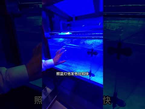 新加坡水族店，老板买店花了1500万，店里的鱼要卖多少钱？