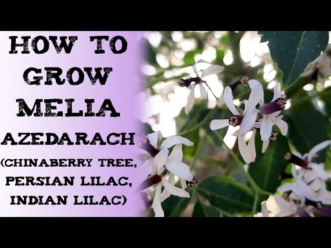 how to grow melia azedarach(chinaberry tree, Persian lilac, Indian lilac) 什么是一棵苦楝树？बकायन Мелия Zeder