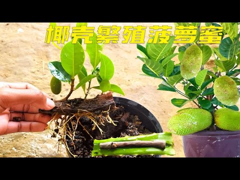 没想到椰壳有这么大用处，简直是大开眼界，赶快回家试试