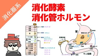 消化酵素と消化管ホルモンの覚え方