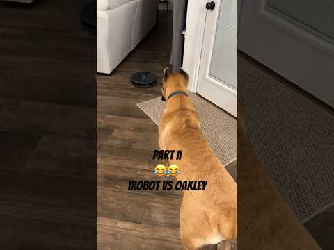 This is hilarious! 🤣 #funny #funnyvideo #italianmastiff