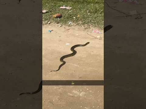 #snake #village #snakevideo #viralshort