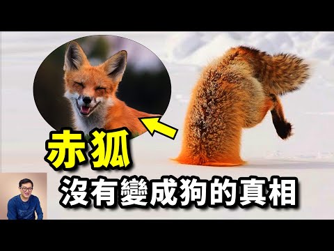 具備當狗的潛質，為何卻被視作「妖」！世界百大入侵物種——赤狐（火狐/紅狐）【老肉雜談】#動物 #狐狸 #寵物 #赤狐 #fox