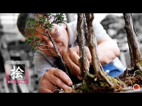 Replant the group planting of cypress. Cutting leaves and picking buds [Bonsai Q]